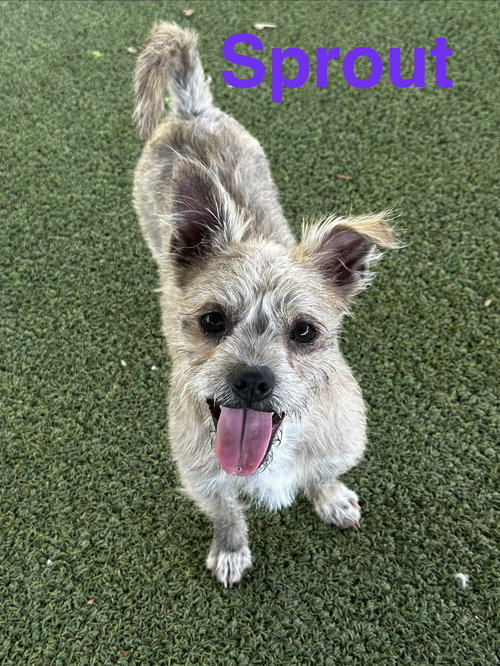 Sprout, an adoptable Yorkshire Terrier Yorkie in Pipe Creek, TX