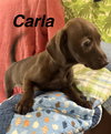 Carla