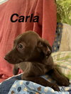 Carla