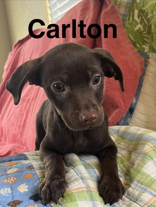 Carlton