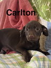 Carlton