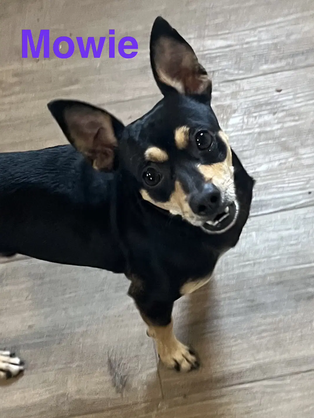 Mowie - Chihuahua