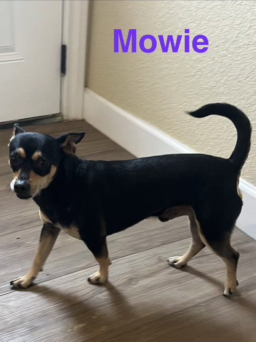 Mowie photo 3