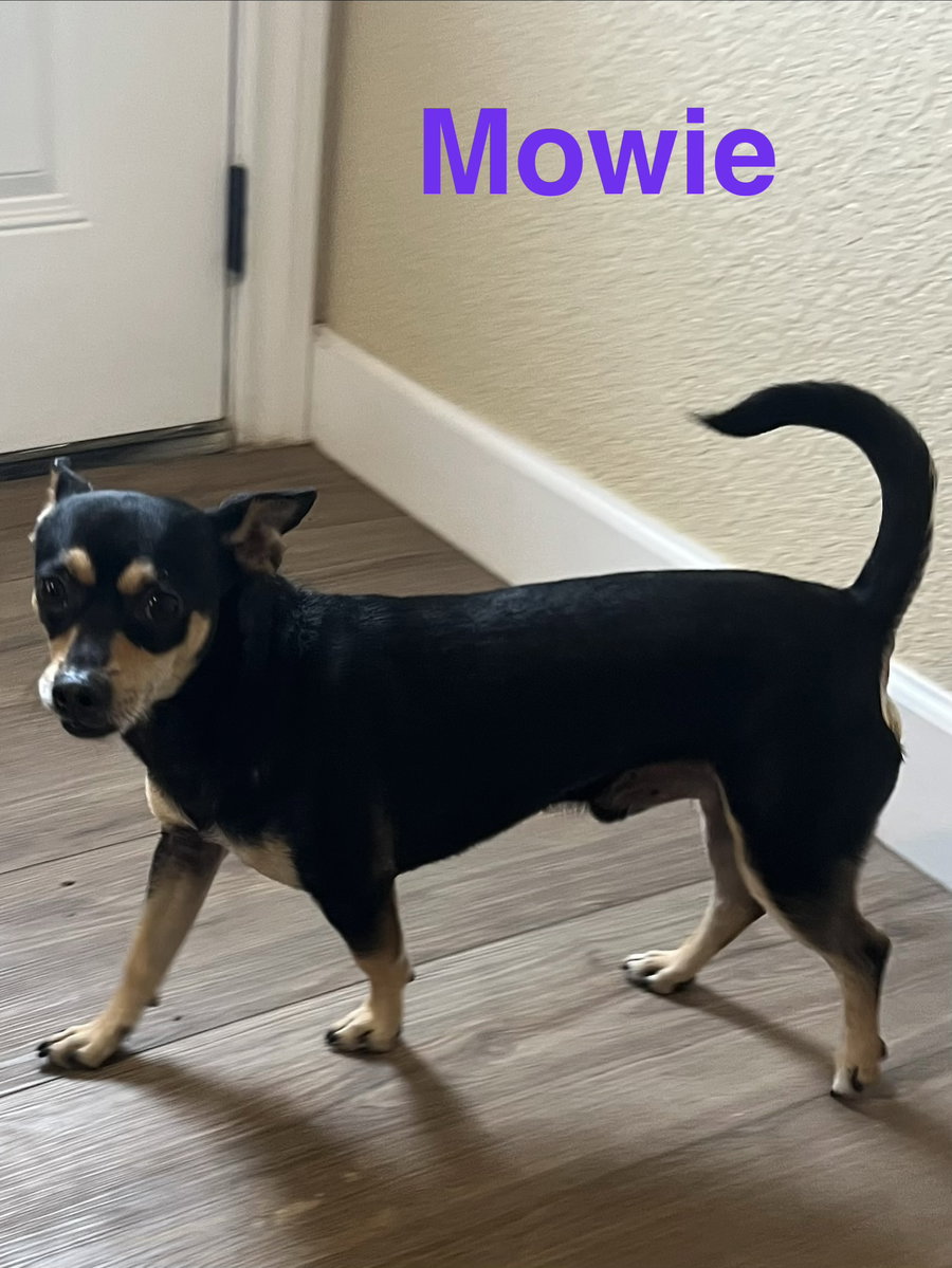 Mowie