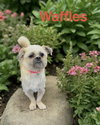 Waffles