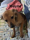 Wayne