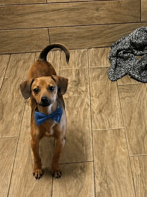 Wade, an adoptable Yorkshire Terrier Yorkie in Pipe Creek, TX