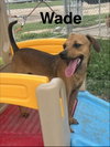 Wade
