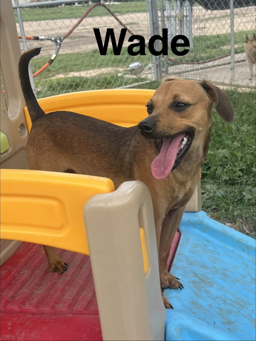 Wade, an adoptable Yorkshire Terrier Yorkie in Pipe Creek, TX