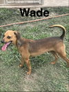 Wade