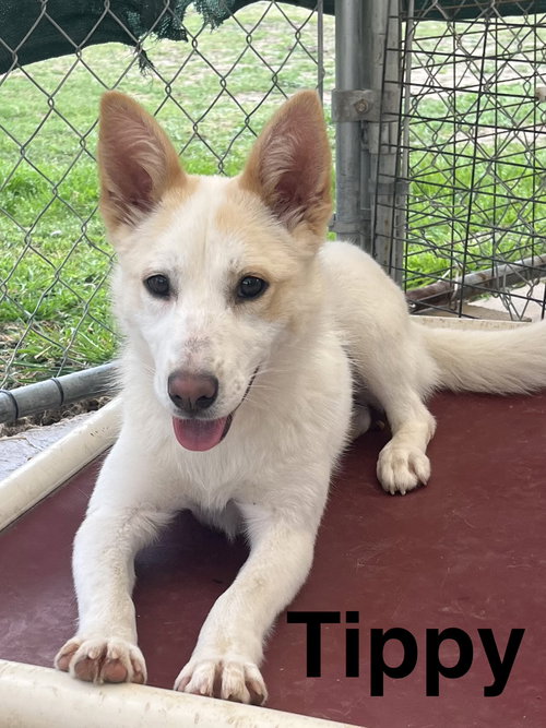 Tippy
