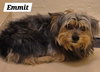 Emmit