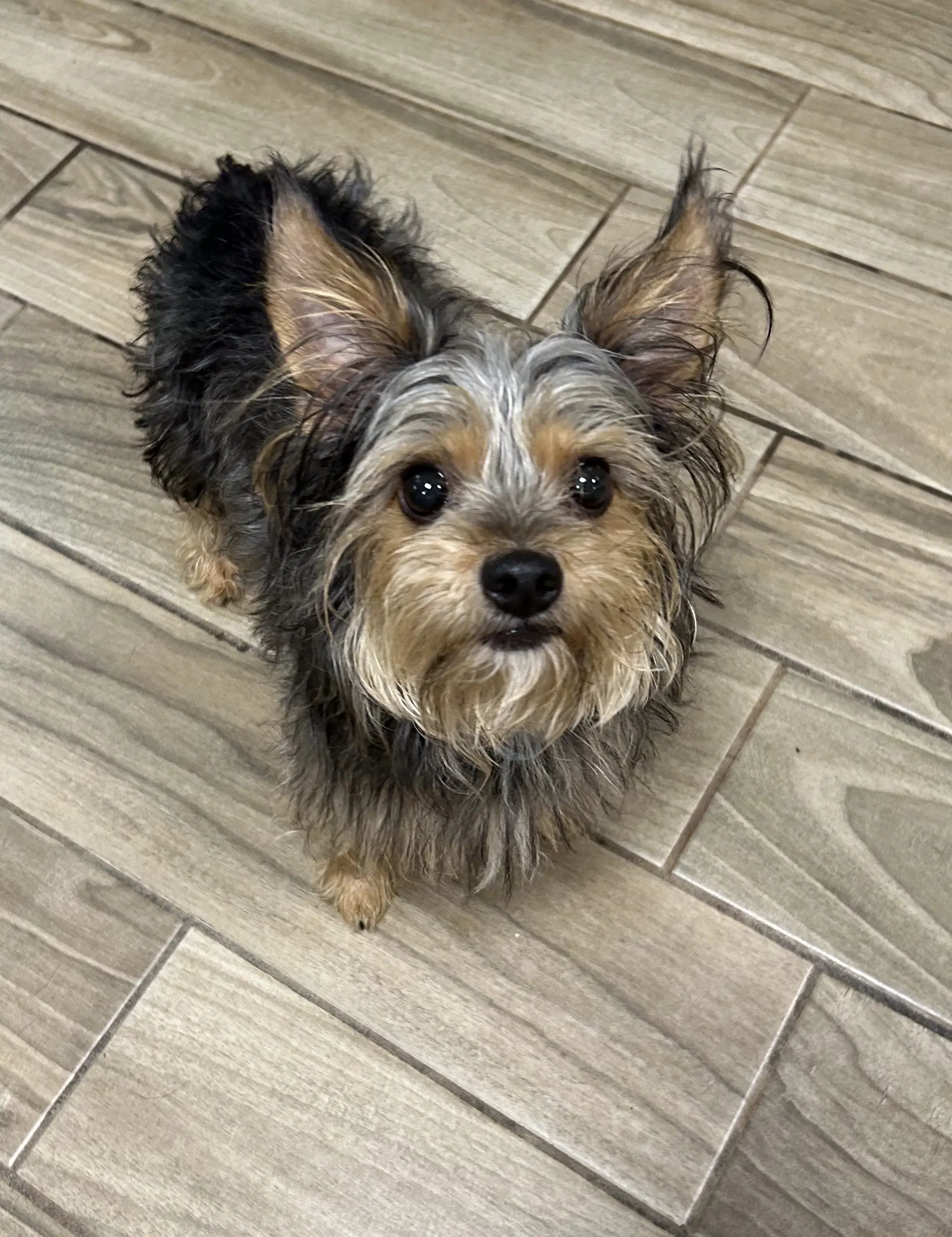 Emmit - Yorkshire Terrier Yorkie