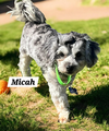 Micah