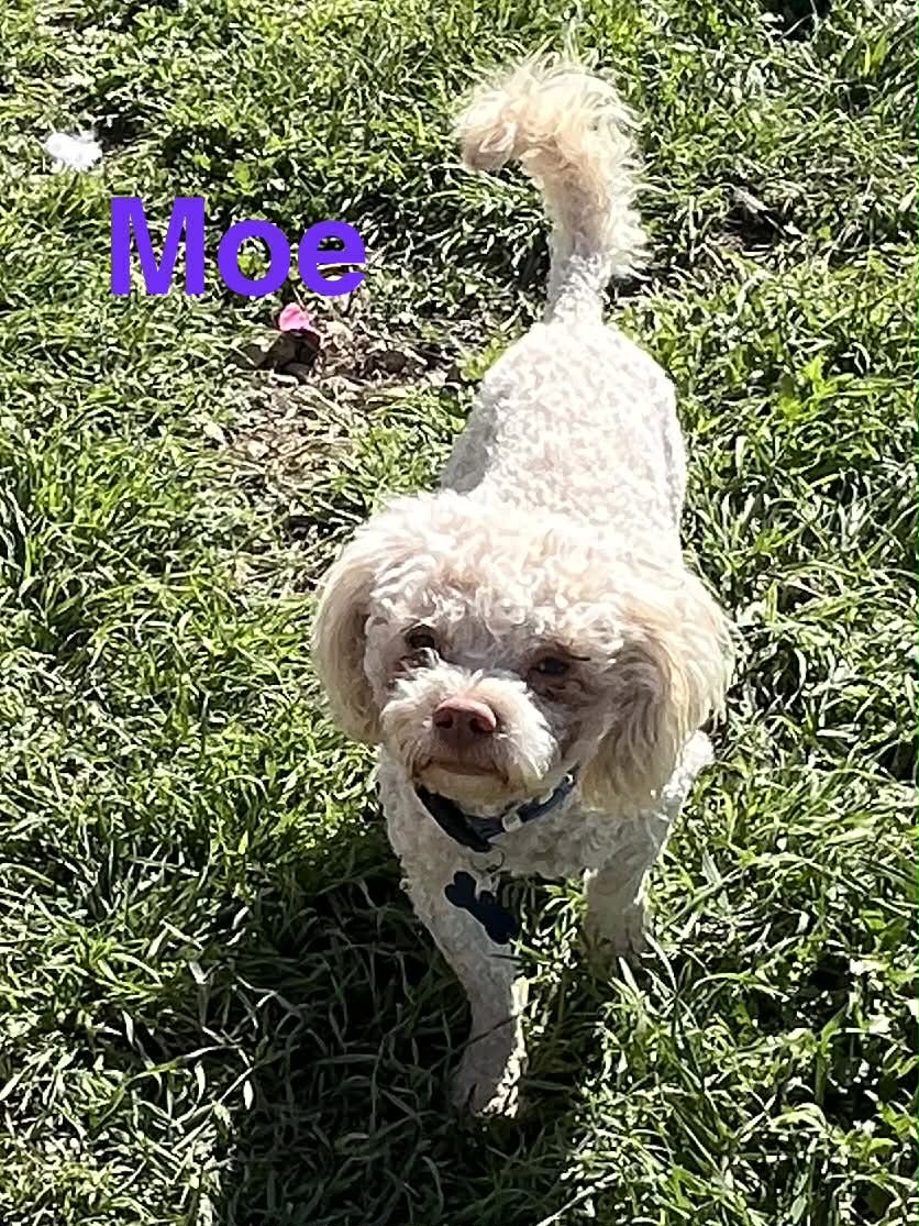 Moe image 2