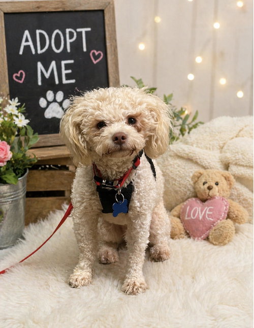 Moe, an adoptable Poodle in Pipe Creek, TX