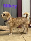 Mikey