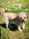 Major