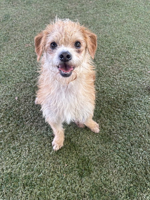 Muffin, an adoptable Norfolk Terrier in Pipe Creek, TX