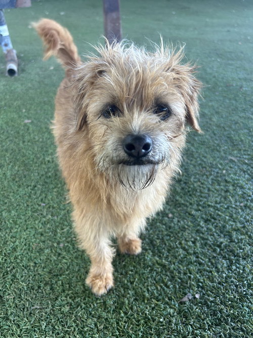 Milo, an adoptable Norfolk Terrier in Pipe Creek, TX