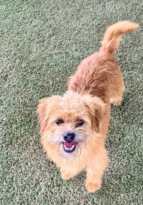 Milo