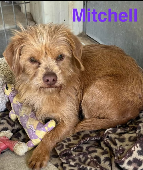 Mitchell