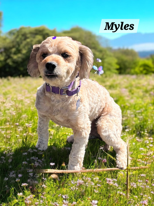 Myles