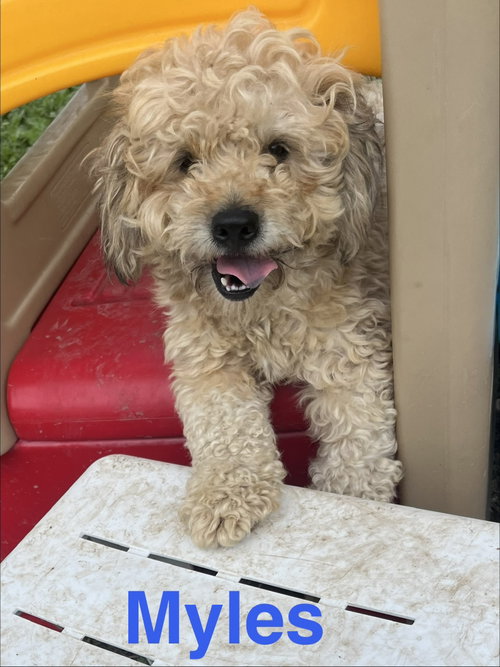 Myles, an adoptable Poodle in Pipe Creek, TX