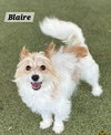 Blaire