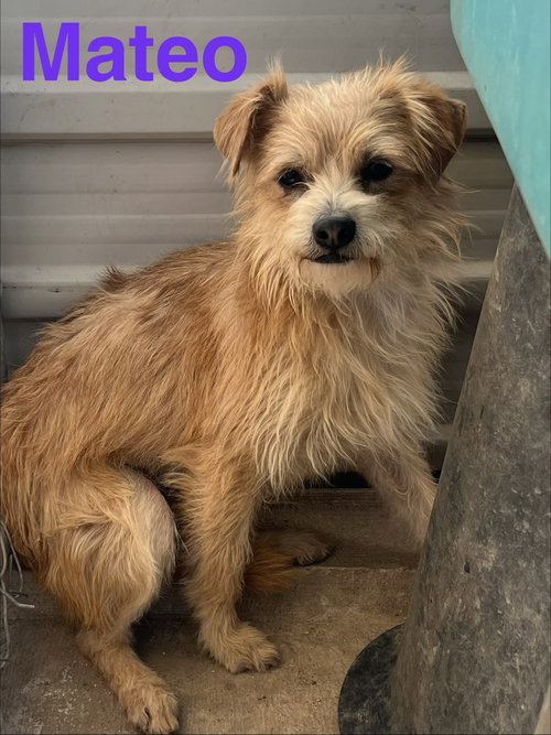 Mateo