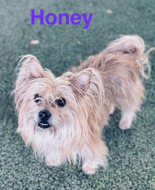 Honey