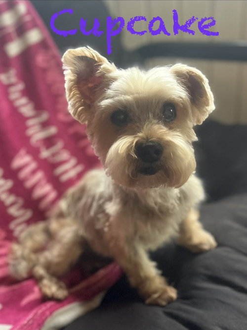 Cupcake, an adoptable Yorkshire Terrier Yorkie in Pipe Creek, TX