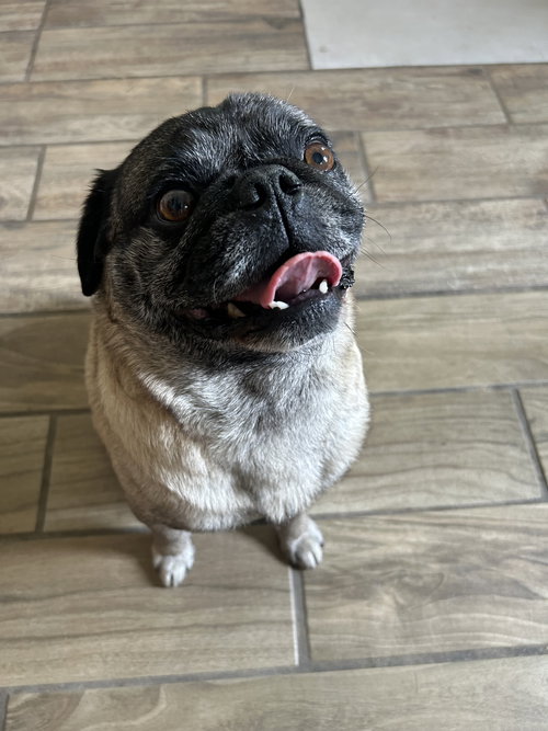 Hank