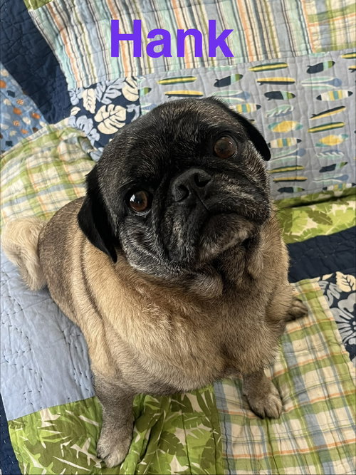 Hank, an adoptable Pug in Pipe Creek, TX