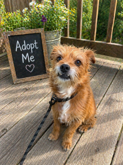 Chuy, an adoptable Terrier in Pipe Creek, TX