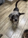 Aly