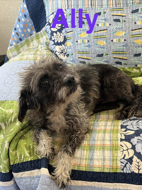 Aly, an adoptable Schnauzer in Pipe Creek, TX
