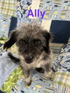 Aly