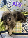 Aly
