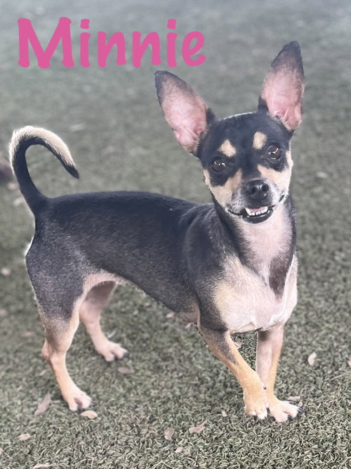 Minnie, an adoptable Miniature Pinscher in Pipe Creek, TX