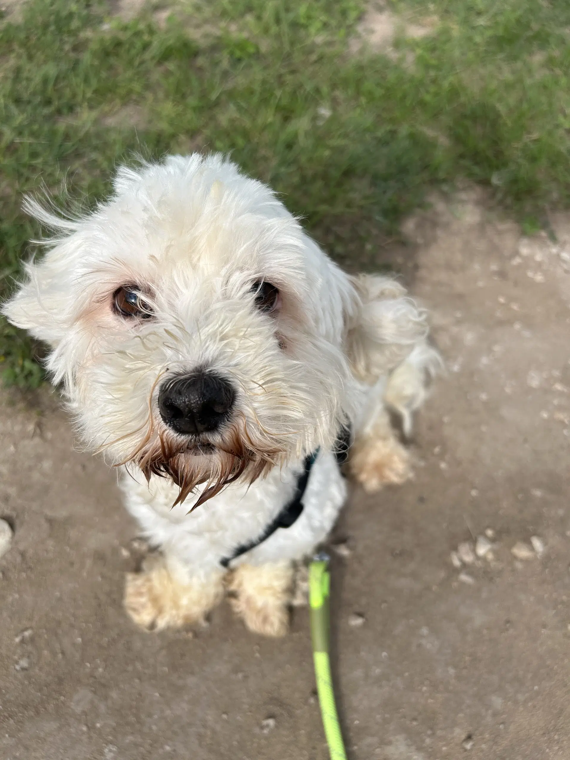 Ned - Poodle (Miniature)