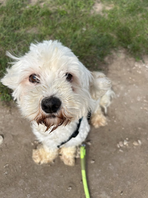 Ned, an adoptable dog
