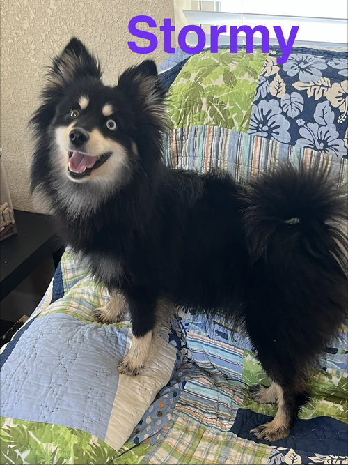 Stormy, an adoptable Pomeranian in Pipe Creek, TX
