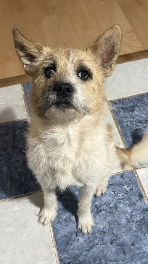 Max, an adoptable Terrier in Pipe Creek, TX
