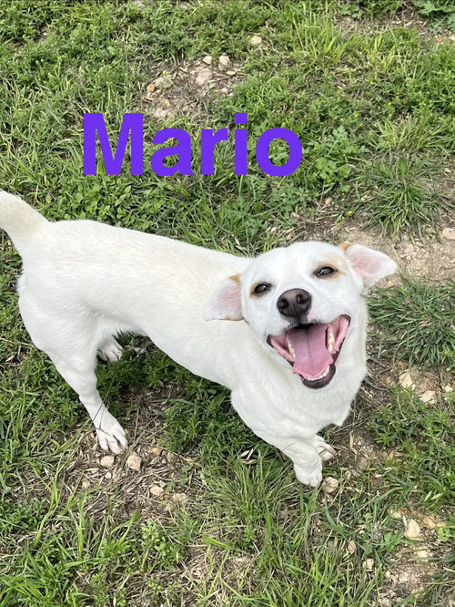Mario, an adoptable Dachshund in Pipe Creek, TX