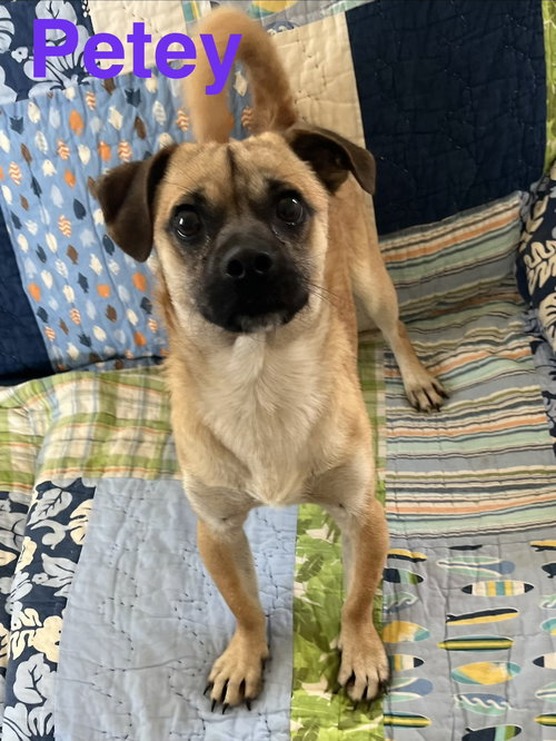 Petey, an adoptable Pug in Pipe Creek, TX