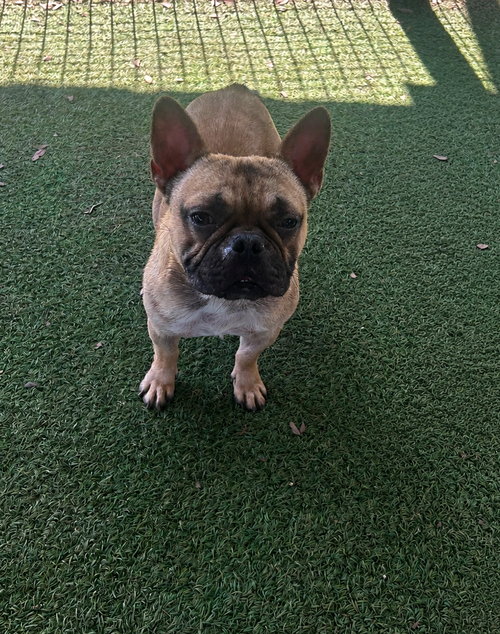 Jacque, an adoptable French Bulldog in Pipe Creek, TX