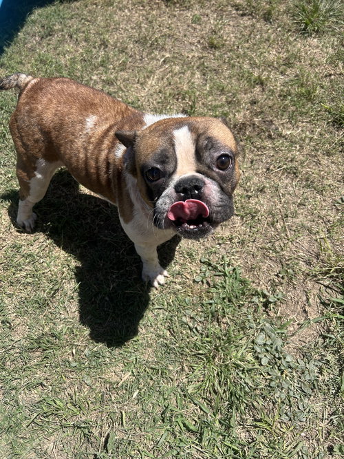 Gaston, an adoptable French Bulldog in Pipe Creek, TX