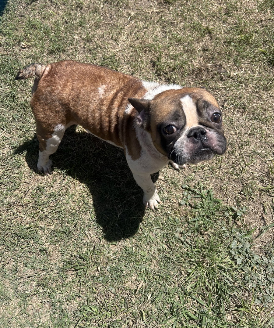 Gaston