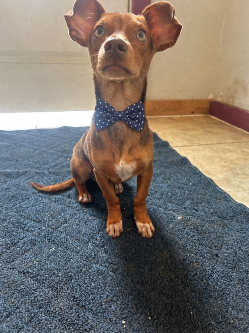 Melvin, an adoptable Chihuahua in Pipe Creek, TX